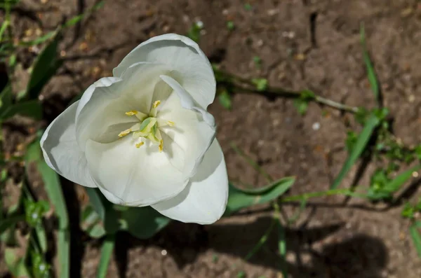 Macro Tiro Interior Tulipa Branca Sofia Bulgária — Fotografia de Stock