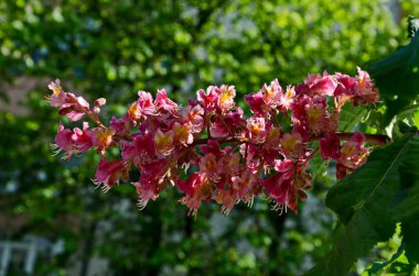 Kırmızı Atkestanesi, Aesculus hippocastanum veya sincap ağaç çiçek ve yaprak, Sofia, Bulgaristan