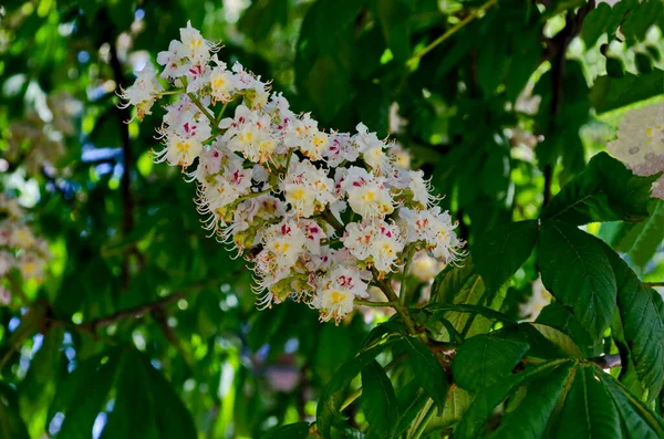 Biały Kasztan Koński Aesculus Hippocastanum Lub Conker Tree Kwiatem Liściem — Zdjęcie stockowe