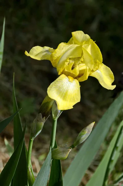 Kilátás Sárga Írisz Virág Virágzik Tavasszal Szófia Bulgária — Stock Fotó