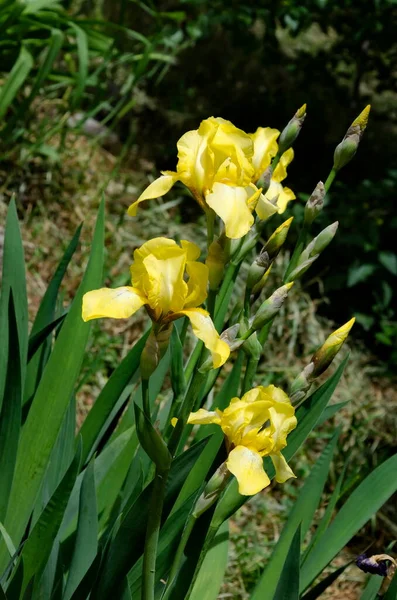 Άποψη Του Κίτρινου Λουλουδιού Ίριδας Που Ανθίζει Την Άνοιξη Σόφια — Φωτογραφία Αρχείου