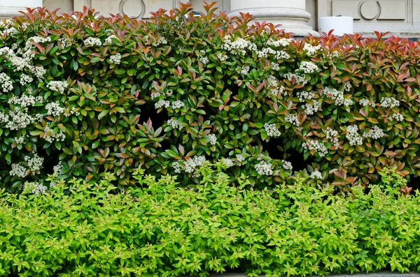 Ramas Arbusto Ornamental Con Ramas Verdes Viejas Con Flores Árboles Fotos De Stock