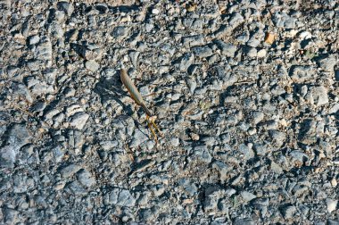 Bulgaristan 'ın Sofya kentindeki Katina köyünde, taştan bir sokakta kahverengi peygamber devesi.  