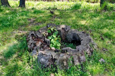 Bulgaristan 'ın Sofya kentindeki doğal parktaki eski bir sandıktan yeşil bir fidan.    