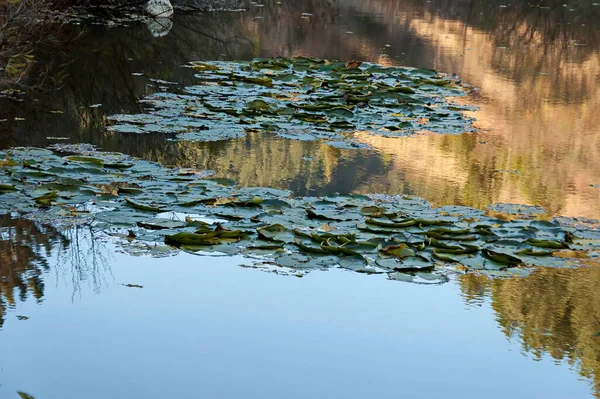 Landscape Forest Lake Water Lilies Autumn Katina Village Sofia Bulgaria — Stock Photo, Image