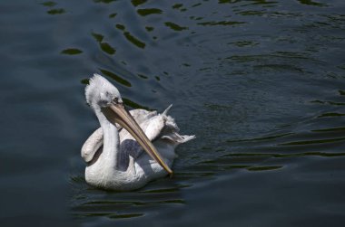 Beyaz pelikan ya da Pelecanus onocrotalus bir gölde yüzüp etrafa su püskürtüyor, Sofya ve Bulgaristan  