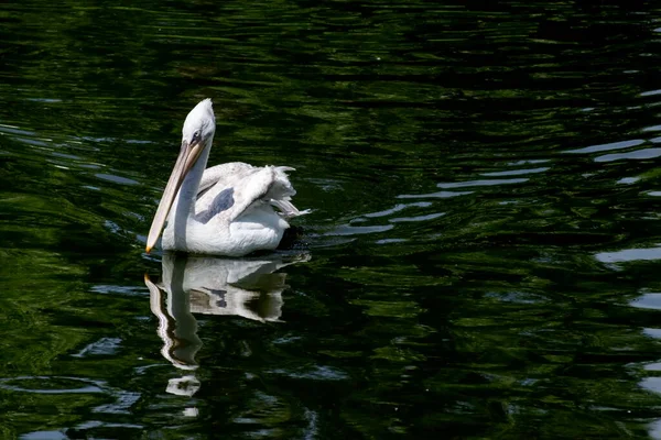 Biały Pelikan Lub Pelecanus Onocrotalus Pływa Jeziorze Spryskuje Wodą Okolice — Zdjęcie stockowe
