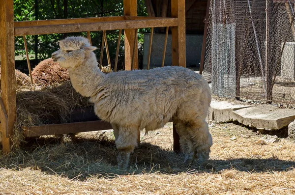 Plusieurs Lama Alpaga Avec Une Fourrure Brune Blanche Alimentent Avec — Photo