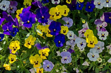 Mor, sarı, pembe ve beyaz menekşeler, Altai menekşesi veya mor çiçeğin karışımı, Sofya, Bulgaristan    