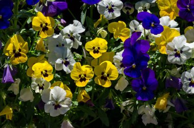 Mor, sarı, pembe ve beyaz menekşeler, Altai menekşesi veya mor çiçeğin karışımı, Sofya, Bulgaristan    