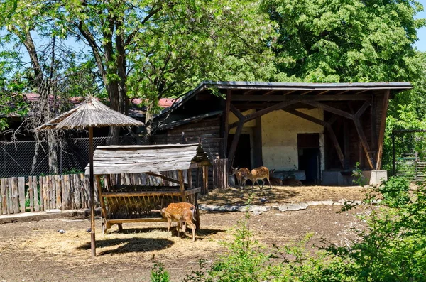 Vista Parte Quintal Com Animais Dama Dama Livre Sofia Bulgária — Fotografia de Stock