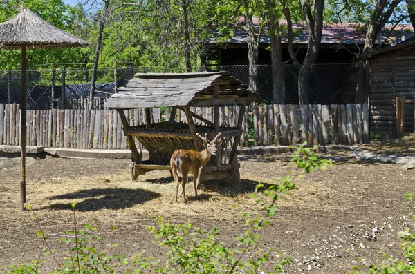保加利亚索菲亚 与动物一起在院子里观看达摩达摩的部分风景 — 图库照片