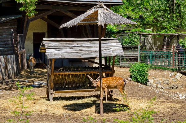 Widok Część Podwórka Zwierzętami Dama Dama Zewnątrz Sofia Bułgaria — Zdjęcie stockowe