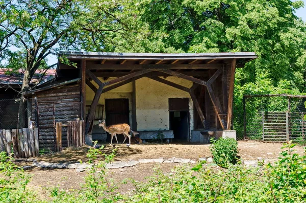 Vista Parte Quintal Com Animais Dama Dama Livre Sofia Bulgária — Fotografia de Stock