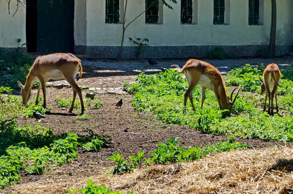 Αρκετές Γαζέλες Βόσκουν Χορτάρι Στο Farmyard Σόφια Βουλγαρία — Φωτογραφία Αρχείου