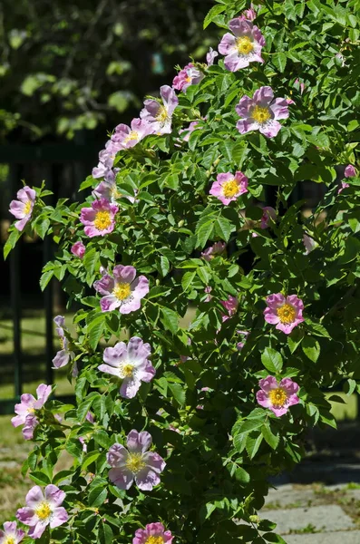 Bush Fresh Bloom Wild Rose Brier Rosa Canina Flower Garden — Stock Photo, Image