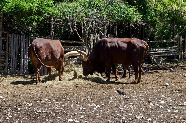 African Brown Bull Ankole Watusi Bos Taurus Watusi Ankole Longhorn — Stock Photo, Image
