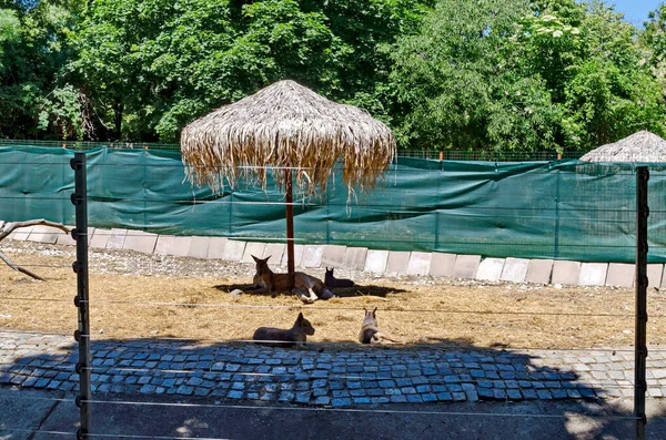 Canguro Australiano Descansando Patio Granja Sofía Bulgaria — Foto de Stock