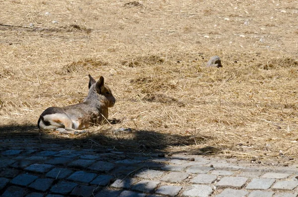 保加利亚索菲亚 一只澳大利亚袋鼠在农场院子里休息 — 图库照片