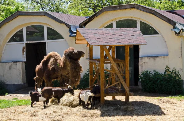 Wielbłąd Kozy Karmione Podwórku Sofia Bułgaria — Zdjęcie stockowe