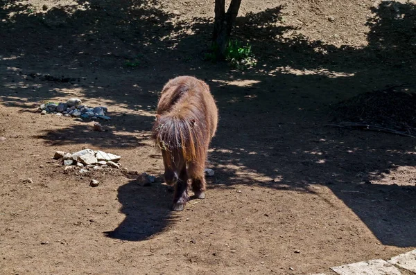 保加利亚索菲亚 一只棕色的小马在农场院子里散步 — 图库照片