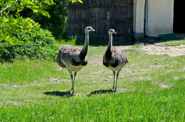 Portrait Emu Smiling Ostriches Part Summer Park Sofia Bulgaria — Stock fotografie