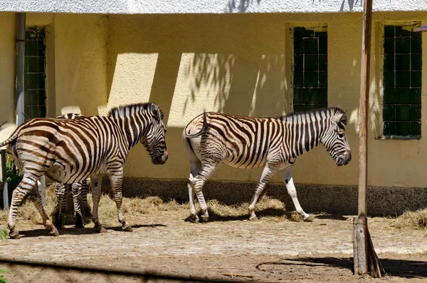 Verschillende Zebra Voeden Zich Met Hooi Van Een Buitenkribbe Tuin — Stockfoto