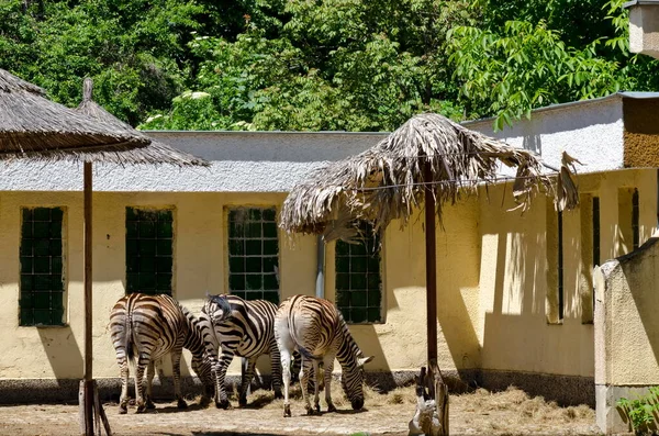 Verschillende Zebra Voeden Zich Met Hooi Van Een Buitenkribbe Tuin — Stockfoto