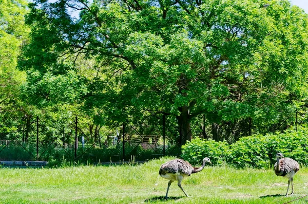 Portrait Emu Smiling Ostriches Part Summer Park Sofia Bulgaria — Stockfoto