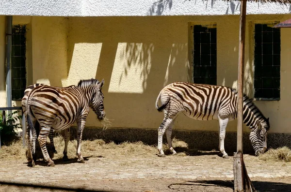 Verschillende Zebra Voeden Zich Met Hooi Van Een Buitenkribbe Tuin — Stockfoto