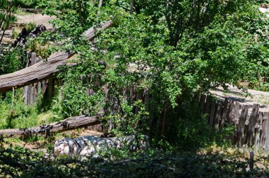 Vahşi beyaz Bengal kaplanı yazın çalıların gölgesinde dinleniyor, Sofya, Bulgaristan 