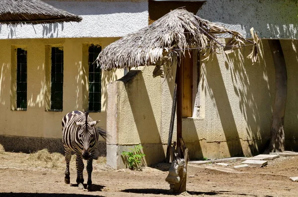 Piękna Zebra Spaceruje Podwórku Sofia Bułgaria — Zdjęcie stockowe