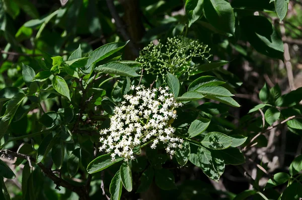 春の庭 ソフィア ブルガリアでは 小枝が咲きました — ストック写真