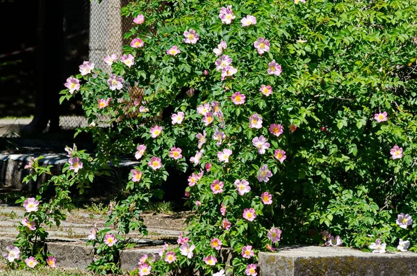 Bush Čerstvým Kvetou Divoké Růže Brier Nebo Rosa Canina Květiny — Stock fotografie