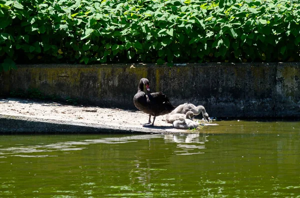Black Swan Her Ducklings Enjoying Water Swimming Lake Sofia Bulgaria — Foto de Stock