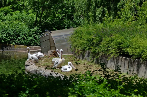 Pelicans Pelecanus Onocrotalus Rest Shore Lake Sofia Bulgaria — Stock Photo, Image