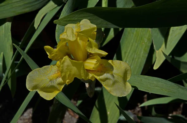 Άποψη Του Κίτρινου Λουλουδιού Ίριδας Που Ανθίζει Την Άνοιξη Σόφια — Φωτογραφία Αρχείου