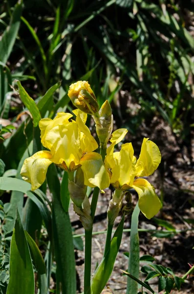 Kilátás Sárga Írisz Virág Virágzik Tavasszal Szófia Bulgária — Stock Fotó