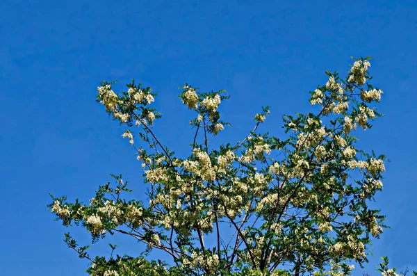 Ramo Com Flor Fresca Acácia Árvore Gafanhoto Comum Parque Sofia — Fotografia de Stock