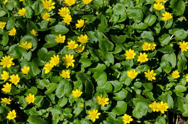 Primrose Yellow Flowers Ranunculus Ficaria Ficaria Verna Lesser Celandine Ficaria — Stock Fotó
