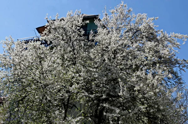 Blossoming Spring Trees Background Residential Area Beautiful Houses Sofia Bulgaria — Stock fotografie