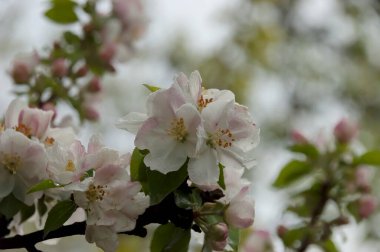 Çiçek açan bir elma ağacının yer aldığı fotoğraf, Sofya, Bulgaristan 