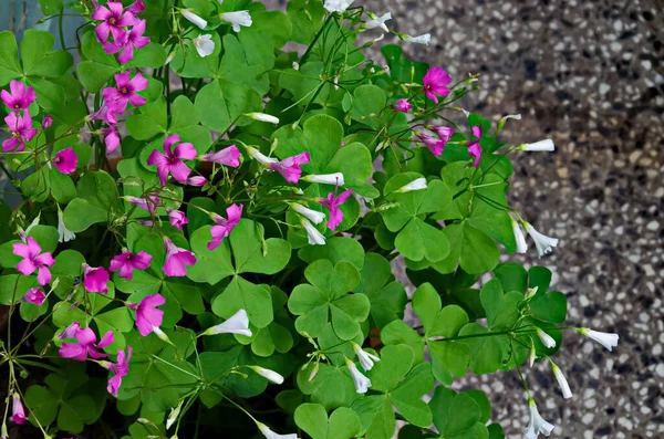 Close Flowering Oxalis Articulata Wood Sorre Sofia Bulgaria — Stock Fotó