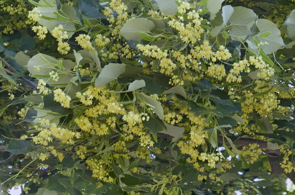 Flor Amarela Folhas Verdes Tilia Tília Tília Verão Sofia Bulgária — Fotografia de Stock