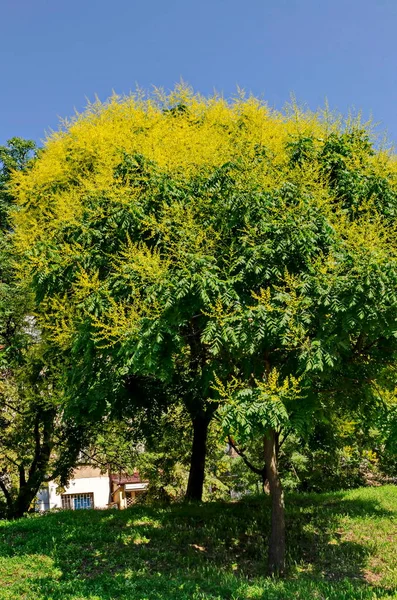 Yapraklı Dal Çiçek Açan Bir Gök Ağacı Veya Ailanthus Altissima — Stok fotoğraf