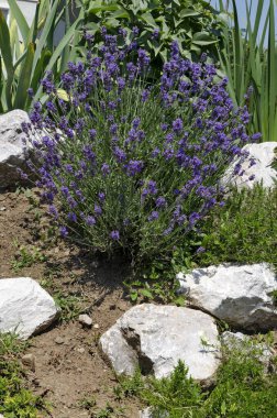 Fresh flowering lavender in the rockery garden with perennial plants, Sofia, Bulgaria  