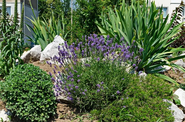 Fresh Flowering Lavender Rockery Garden Perennial Plants Sofia Bulgaria — Foto de Stock