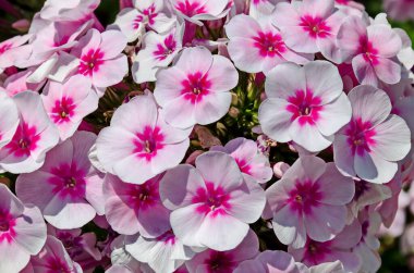 Patterned rose and red Phlox paniculata flower in full bloom  at  perennial garden, Sofia, Bulgaria  