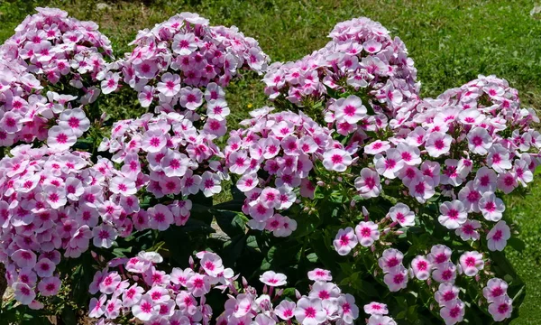 Patterned Rose Red Phlox Paniculata Flower Full Bloom Perennial Garden — ストック写真