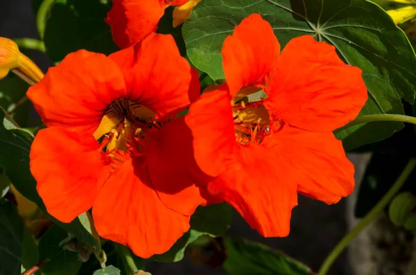 Yaz bahçesi Sofya, Bulgaristan 'da Nasturtium çiçeği, Hint deresi veya tropaolum majus        